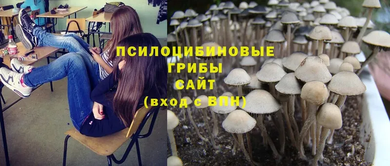 Галлюциногенные грибы Psilocybine cubensis  где продают наркотики  Великие Луки 